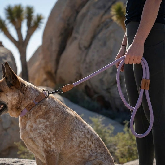 Adjustable Hands-Free Dog Lead with Waist Belt for Jogging and Hiking